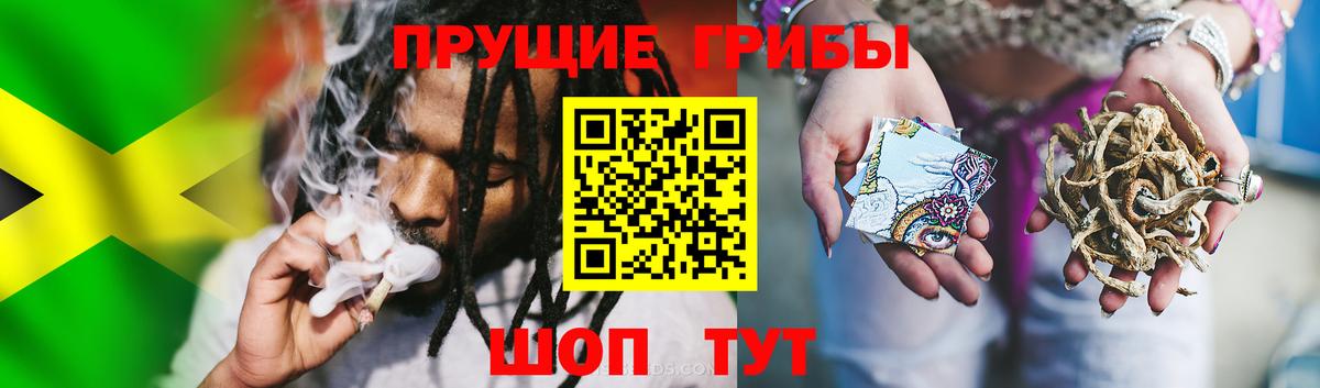 Псилоцибиновые грибы Cubensis Елец